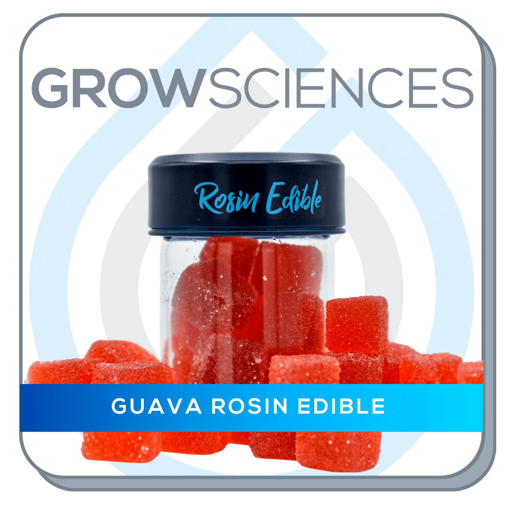 Gs - Hash Rosin Gummies - Guava - Grow Sciences