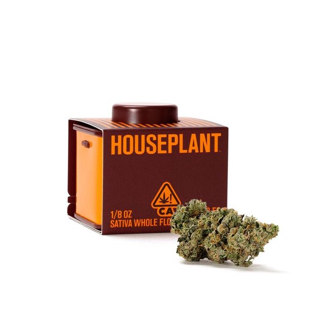 Diablo Wind Houseplant