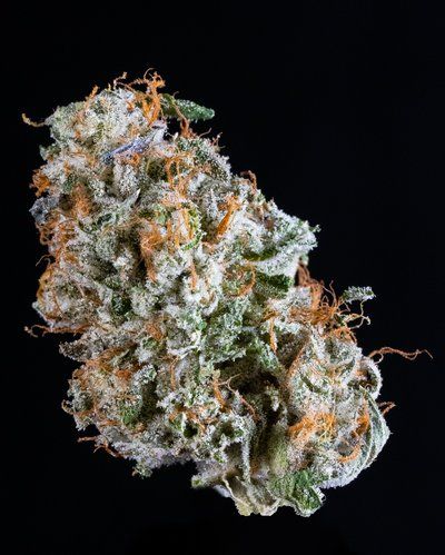 Gelato 41 (Outdoor) Alien Labs