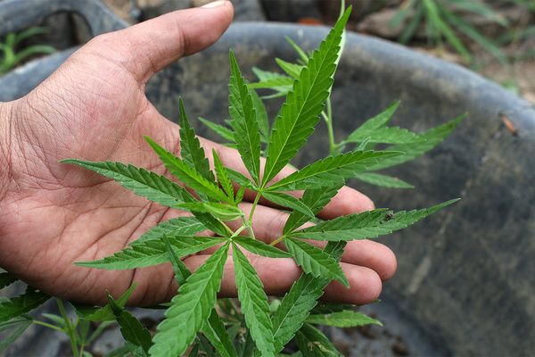 animal pack 710 Labs