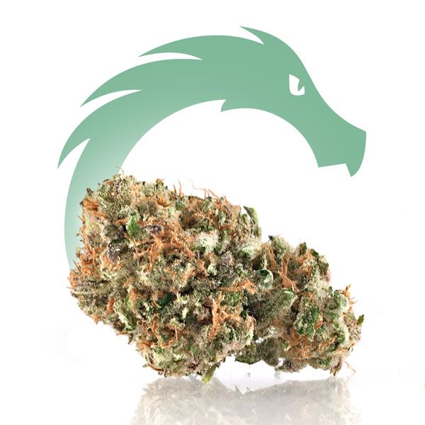 SherBacio | Sativa | Medical Clearwater