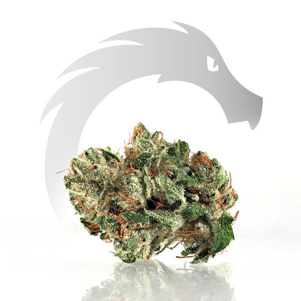 Electric Cindy | Sativa Maggie's Farm