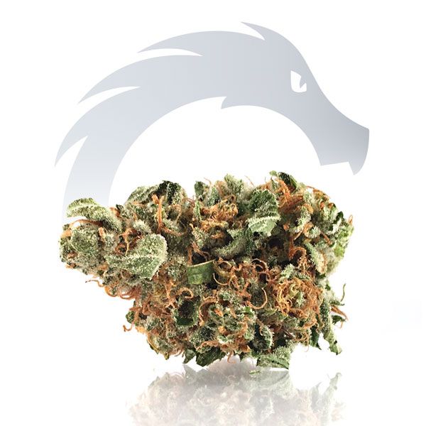 Ron Jerryatric | Hybrid Maggie's Farm