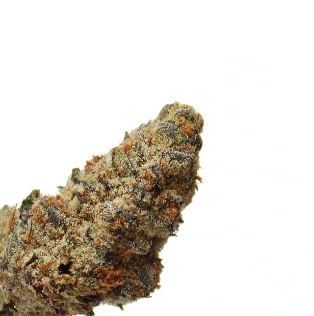 Ocean Grown  Green Dragon (CO)