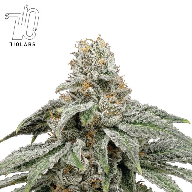 Jokerz #17 710 Labs