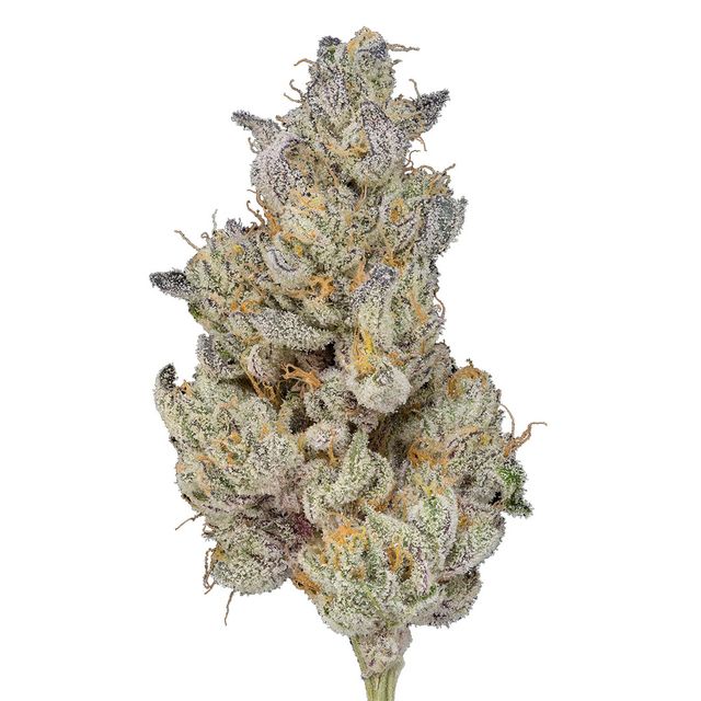 Purple Froot Green Dot Labs