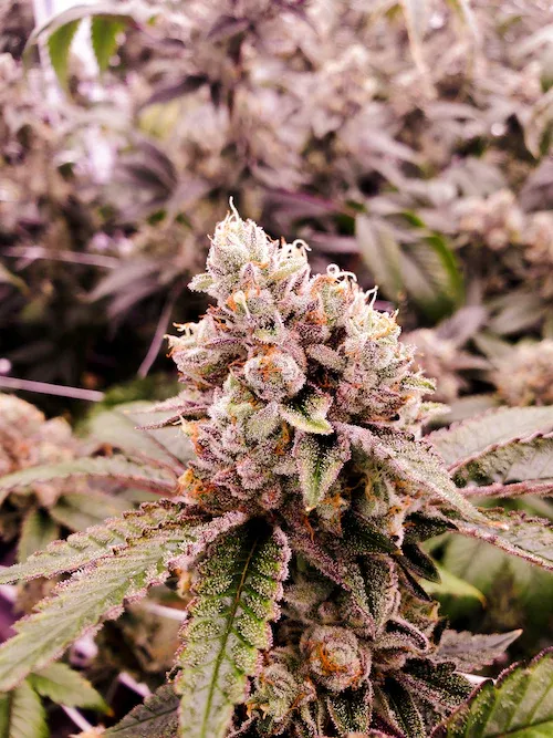 Kosher Tangie Raw Garden