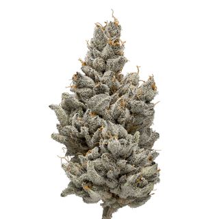 Monet Green Dot Labs