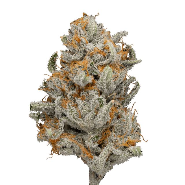 Reba Jam Green Dot Labs